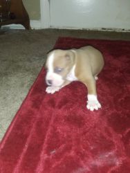 Pit bull pups full blooded