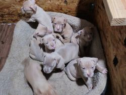 Pure bred pitbull puppies for sale. 4 males 4 females