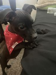 Looking for new home for my puppy pit terrier