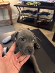 Blue Nose Pitbull Puppy