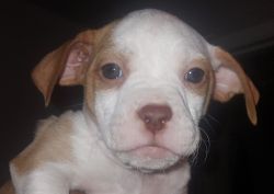 6 WEEK old puppies Rehoming fee $150