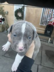 Pit bull terrier puppies