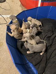 Puppies looking for there furever home