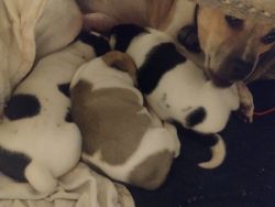 6 week old puppies