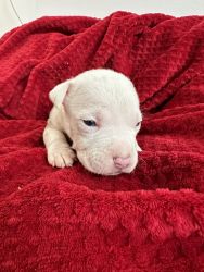 Pitbull Puppies (pure bred)