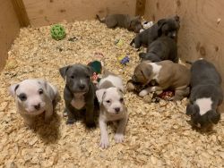 American Pitbull Puppies for Sale