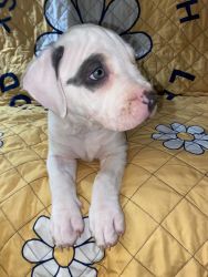 9 week old Pitbull puppies for sale