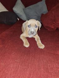 Pitbull puppies for sale sister and brother
