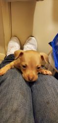 Red nose pit bull Female 9 weeks old