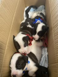 Lab & Blue Nose Pit Puppies