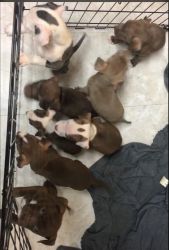 Puppies looking for forever homes