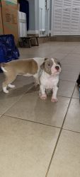 5 Pitbull Newborn Beautiful Female Puppy's For Rehoming/Adoption
