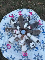 Pitbull puppies available Jan 2nd