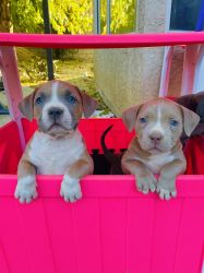 Beautiful Bullie puppies