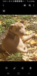 Beautiful Labpit puppies for sale!