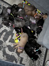 Pitbull/Mastiff puppies
