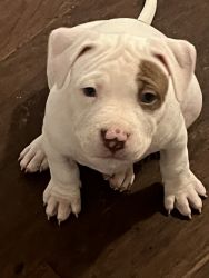Beautiful pitbull puppies for sale