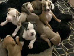 BULLYPIT PUPPIES