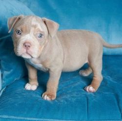Healthy Pitbull puppies available