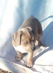 Pit bull puppies looking for a loving family to give there forever hom
