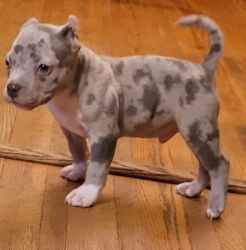 Healthy Registered Blue nose pitbull puppies
