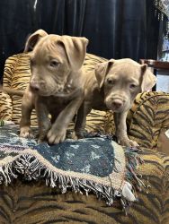 Red nose/ fawn blue pitbull puppies