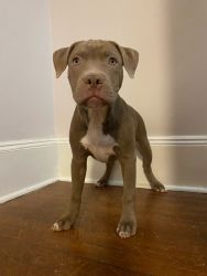 3 American pitbull terrier puppies for sale