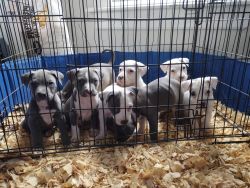 Blue Pitbull Puppies for sale