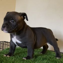 Rehomeing pocket bullies