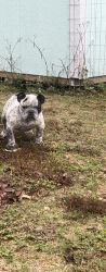 Micro bully for sale