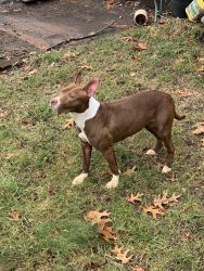Young female pitbull pup for new home
