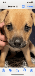 Beautiful Puppies Ready For Adoption