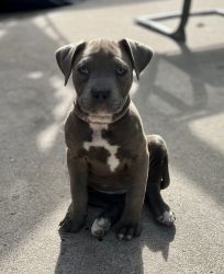 Blue Fawn Pit Bull Puppy