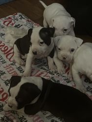 Bully Puppies Ready NOW