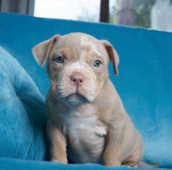 Healthy Registered Blue nose Pit bull puppies