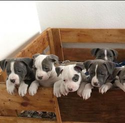 Pitbull Puppies For Sale