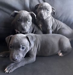 Blue nose Pitbull terrier’s for sale!!’n