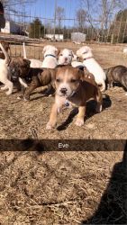 Pit bull pups looking for new homes