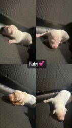 Pitbull puppies 2 weeks