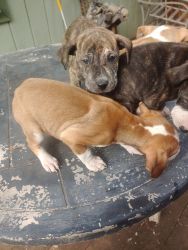 4 Blue nosed PitBull puppies (two Brindle)