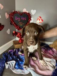 Pit Bull puppies ready for their fur-ever homes!!!