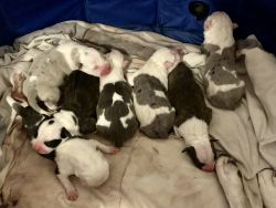 Beautiful Bully/Merle Pitbull Puppies Needing Furever Homes!