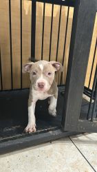 Fawn blue nose female pitbull puppy
