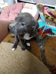 9 week old pit bull puppy