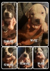 5 Pitbull Puppies