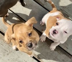 Puppies in need of good home