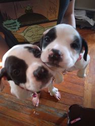 Rehoming pitbull puppies!