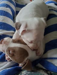 White American Pit Bull Terrier Puppies