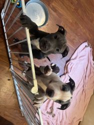 Rehoming Bully Puppies