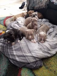 9 week old Pitbull puppies